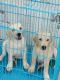 Labrador Retriever Puppies for sale in A-BLOCK, SHRIRAM SIGNIAA, Electronics City Phase 1, Electronic City, Bengaluru, कर्नाटक 560100, India. price: 10000 INR