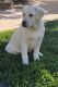 Labrador Retriever Puppies for sale in Parma, ID 83660, USA. price: NA