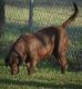 Labrador Retriever Puppies for sale in Collin County, TX, USA. price: $800