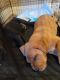 Labrador Retriever Puppies for sale in Sacramento, CA, USA. price: $1,000