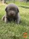 Labrador Retriever Puppies for sale in Springfield, OR, USA. price: $1,600