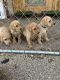 Labrador Retriever Puppies for sale in Bemidji, MN 56601, USA. price: $800