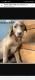 Labrador Retriever Puppies for sale in Piqua, OH 45356, USA. price: $750