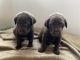 Labrador Retriever Puppies for sale in Bartlett, IL, USA. price: $800