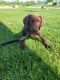 Labrador Retriever Puppies for sale in 126 Spinning Rd, Riverside, OH 45431, USA. price: NA