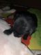 Labrador Retriever Puppies for sale in 110042, Bawana Rd, Prahladpur Bangar, Sector 31, Rohini, Delhi, 110039, India. price: 12000 INR