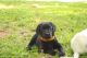 Labrador Retriever Puppies for sale in Stone Mountain, GA, USA. price: NA