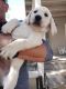 Labrador Retriever Puppies for sale in Tucson, AZ, USA. price: $900