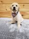 Labrador Retriever Puppies for sale in Owosso, MI 48867, USA. price: $1,009