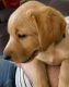 Labrador Retriever Puppies for sale in Hillsboro, OR, USA. price: $1,200