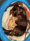 Labrador Retriever Puppies for sale in Ashland, MO, USA. price: $1,000