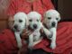Labrador Retriever Puppies for sale in Yelahanka New Town, Bengaluru, Karnataka, India. price: 15000 INR