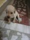 Labrador Retriever Puppies for sale in HITEC City, Hyderabad, Telangana 500081, India. price: 10000 INR