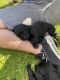 Labrador Retriever Puppies for sale in Enumclaw, WA 98022, USA. price: $1,200