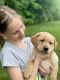 Labrador Retriever Puppies for sale in Columbia, MO, USA. price: $1,000