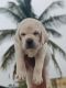 Labrador Retriever Puppies for sale in Hennur 4th Cross Rd, HBR Layout 4th Block, HBR Layout, Bengaluru, Karnataka 560043, India. price: 11000 INR