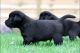 Labrador Retriever Puppies for sale in Atlanta, GA, USA. price: $500
