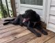 Labrador Retriever Puppies for sale in Benson, NC 27504, USA. price: NA