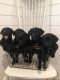 Labrador Retriever Puppies for sale in Nephi, UT 84648, USA. price: $450