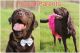 Labrador Retriever Puppies for sale in West Salem, WI 54669, USA. price: NA