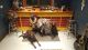 Labrador Retriever Puppies for sale in West Salem, WI 54669, USA. price: NA