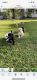 Labrador Retriever Puppies for sale in Chattanooga, TN, USA. price: $150