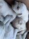 Labrador Retriever Puppies for sale in Las Vegas, NV 89178, USA. price: $800
