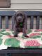 Labrador Retriever Puppies for sale in Scottsboro, AL, USA. price: $800