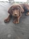 Labrador Retriever Puppies for sale in Melba, ID 83641, USA. price: $1,000