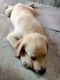 Labrador Retriever Puppies for sale in Tejaswi Nagar, Attapur, Telangana 500264, India. price: 20000 INR