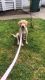 Labrador Retriever Puppies for sale in Hayden, ID, USA. price: NA