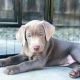 Labrador Retriever Puppies for sale in Modesto, CA, USA. price: NA