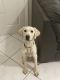 Labrador Retriever Puppies for sale in Orlando, FL, USA. price: $1,300
