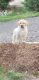 Labrador Retriever Puppies for sale in Middleborough, MA 02346, USA. price: $1,700