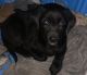 Labrador Retriever Puppies for sale in Monterey, IN, USA. price: NA