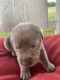 Labrador Retriever Puppies for sale in Lucama, NC 27851, USA. price: NA
