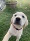 Labrador Retriever Puppies for sale in Ramona, CA 92065, USA. price: $1,300