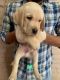 Labrador Retriever Puppies for sale in Faridabad, Haryana, India. price: 17000 INR
