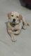Labrador Retriever Puppies for sale in South Delhi, New Delhi, Delhi, India. price: 6000 INR