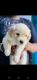 Labrador Retriever Puppies for sale in Rawaton Ka Bass, Jodhpur, Rajasthan 342001, India. price: 8000 INR