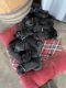 Labrador Retriever Puppies for sale in Enumclaw, WA 98022, USA. price: NA