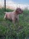 Labrador Retriever Puppies for sale in Anderson, MO 64831, USA. price: $1,500