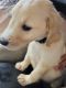 Labrador Retriever Puppies for sale in Kentwood, MI, USA. price: $700