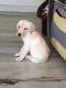 Labrador Retriever Puppies for sale in Kodad, Telangana 508206, India. price: NA