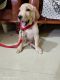 Labrador Retriever Puppies for sale in Dr. Babasaheb Ambedkar Ward 25, Ballarpur, Maharashtra, India. price: 8000 INR