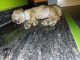 Labrador Retriever Puppies for sale in Bethamcherla New Bus Stand Rd, Betamcherla, Andhra Pradesh 518206, India. price: 700010000 INR