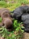 Labrador Retriever Puppies for sale in 1601 Thickety Creek Rd, Mt Gilead, NC 27306, USA. price: $800