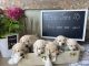 Labrador Retriever Puppies for sale in Oklahoma City, OK, USA. price: $1,500