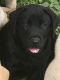 Labrador Retriever Puppies for sale in Poth, TX, USA. price: $500