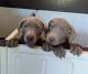 Labrador Retriever Puppies for sale in Surprise, AZ, USA. price: $1,200